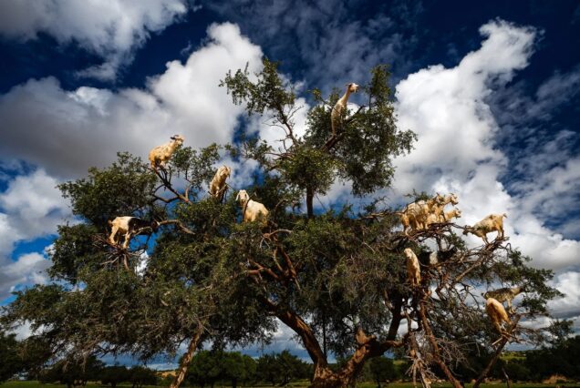 Goats on tree trip from Agadir