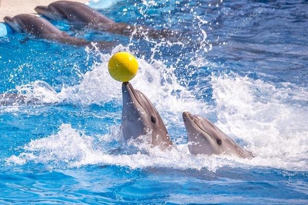 Dolphin World Agadir Tour with Hotel Transfers photo 1