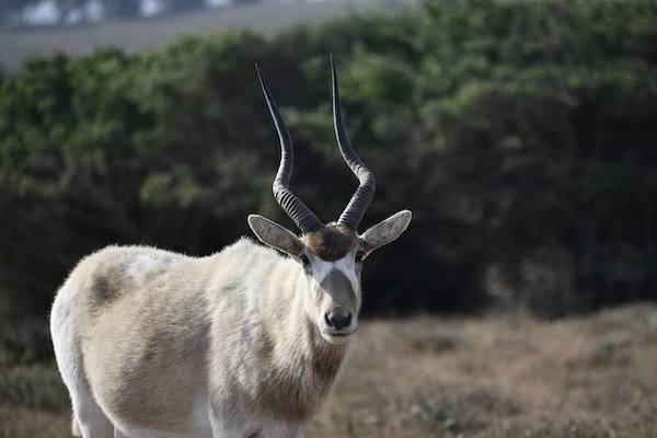 Souss Massa National Park Tour from Agadir photo 1