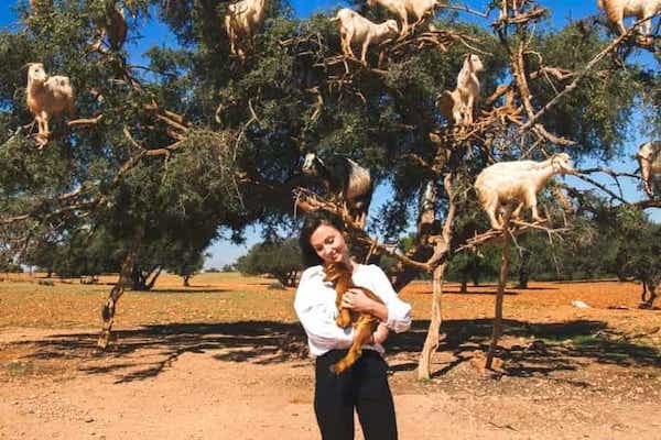 Tree Climbing Goats Tour from Agadir and Taghazout photo 1